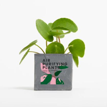 Plant In 6cm Concrete Pot - Grey