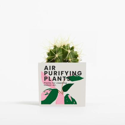 Plant In 6cm Aluminium Pot - White