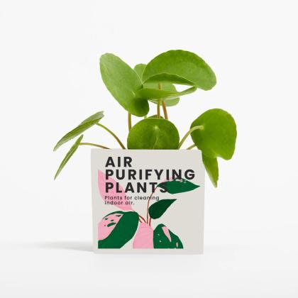 Plant In 6cm Aluminium Pot - White
