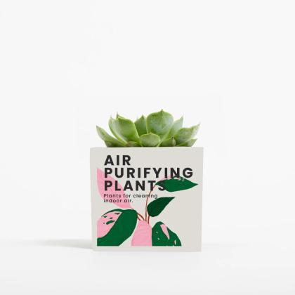 Plant In 6cm Aluminium Pot - White