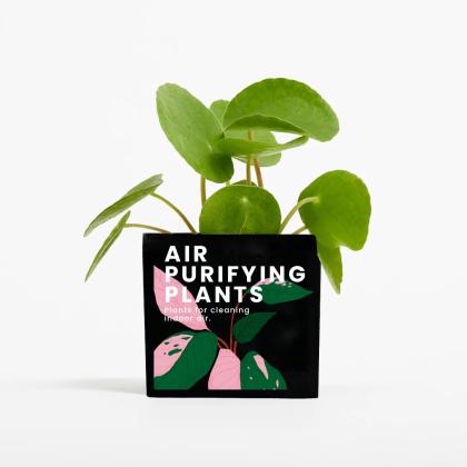 Plant In 6cm Aluminium Pot - Black