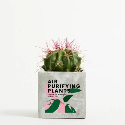 Plant In 9cm Concrete Pot - Marble