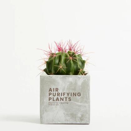 Plant In 9cm Concrete Pot - Marble