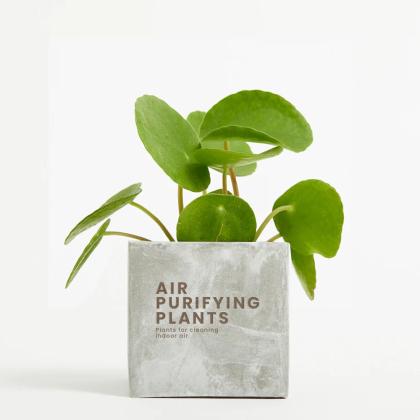 Plant In 9cm Concrete Pot - Marble