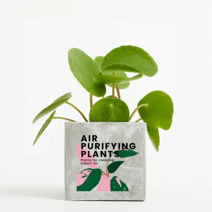 Plant In 9cm Concrete Pot - Marble