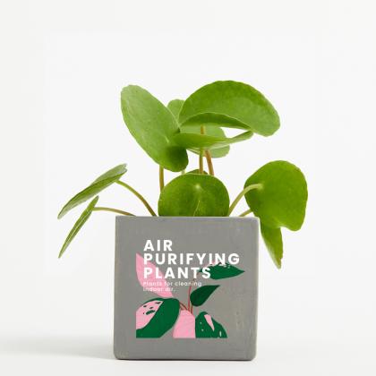 Plant In 9cm Concrete Pot - Grey