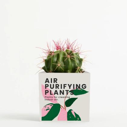 Plant In 9cm Aluminium Pot - White