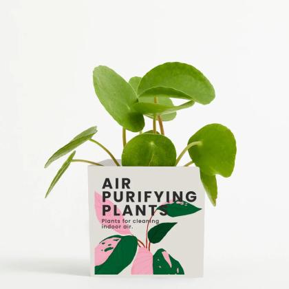 Plant In 9cm Aluminium Pot - White