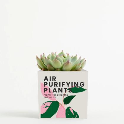 Plant In 9cm Aluminium Pot - White