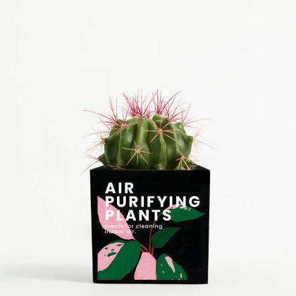 Plant In 9cm Aluminium Pot - Black Plant In 9cm Aluminium Pot - Black