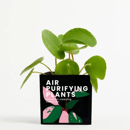 Plant In 9cm Aluminium Pot - Black Plant In 9cm Aluminium Pot - Black