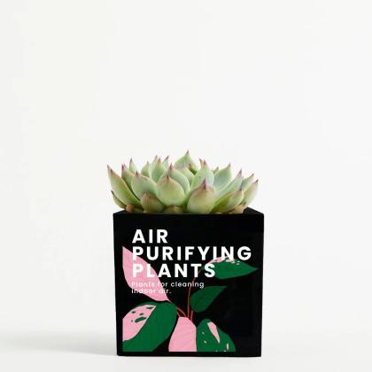 Plant In 9cm Aluminium Pot - Black Plant In 9cm Aluminium Pot - Black