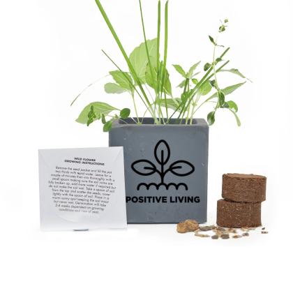 Grow Kit 6cm Concrete Pot - Grey