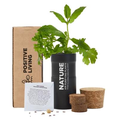 Desktop Garden In Printed Box - Black