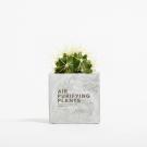 Plant In 6cm Concrete Pot - Marble