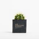 Plant In 6cm Concrete Pot - Black