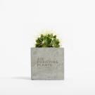 Plant In 6cm Concrete Pot - Grey