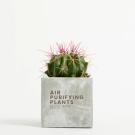 Plant In 9cm Concrete Pot - Marble