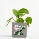 Plant In 9cm Concrete Pot - Grey