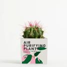 Plant In 9cm Aluminium Pot - White