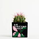 Plant In 9cm Aluminium Pot - Black