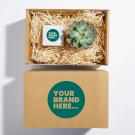 Plant And Candle Hamper 6cm Concrete