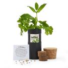 Desktop Garden - Black