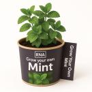 Desktop Herb Garden - Mint