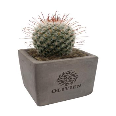 Concrete Cacti