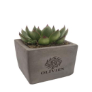 Concrete Succulent