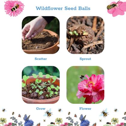 Wildflower Seed Balls Matchbox
