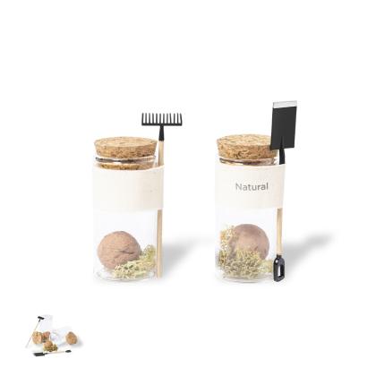 Winsu Seed Bonbons - TYPE B