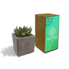 Concrete Succulent E1612104