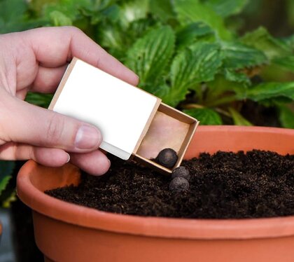 Seed Ball Matchboxes