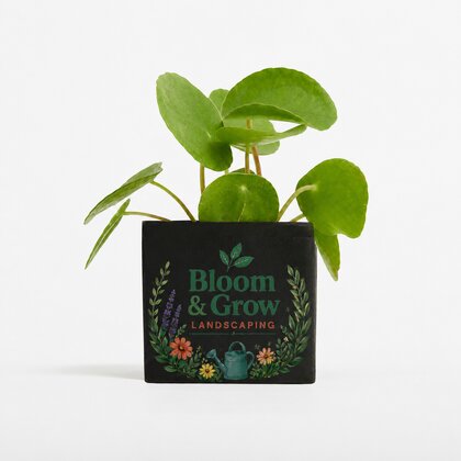 Plant In 6cm Aluminium Pot