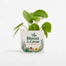 Plant In 6cm Aluminium Pot