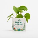 Plant In 9cm Aluminium Pot