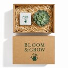 Plant And Candle Hamper 6cm Concrete