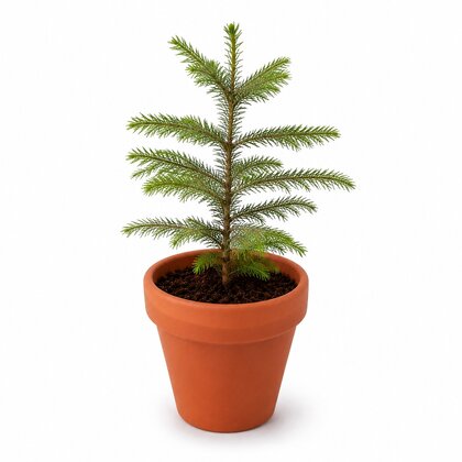 Christmas Tree Grow Kit