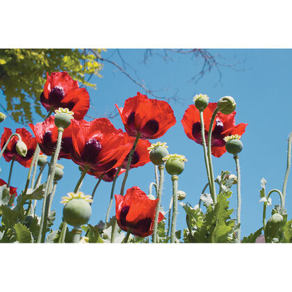 Poppy Pencil  (26218)
